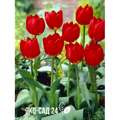 Тюльпан простой ранний "Ред Ревивал" (Red Revival) 3шт в упаковке (размер 11/12)